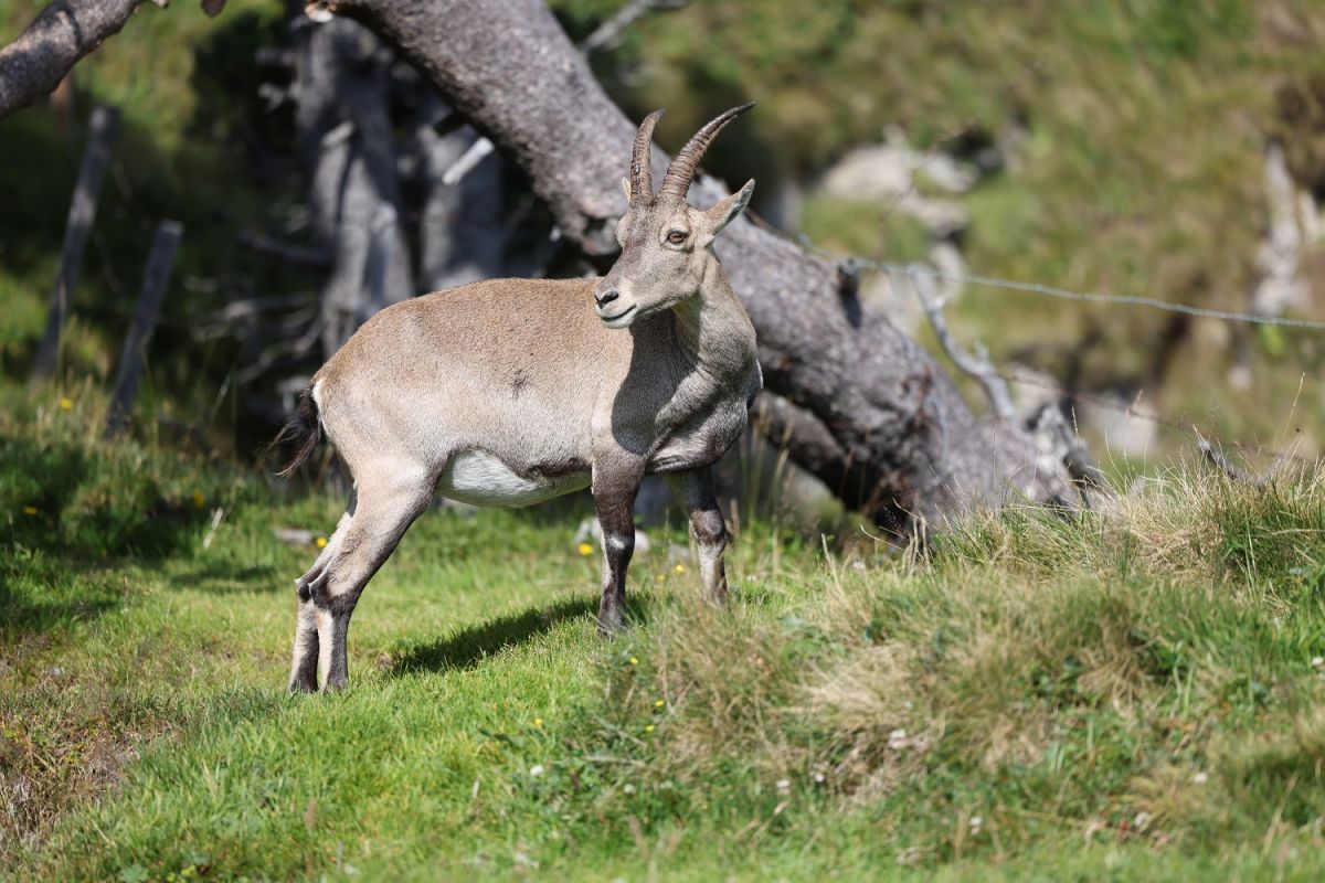 Einige Tiere konnten beobachtet werden