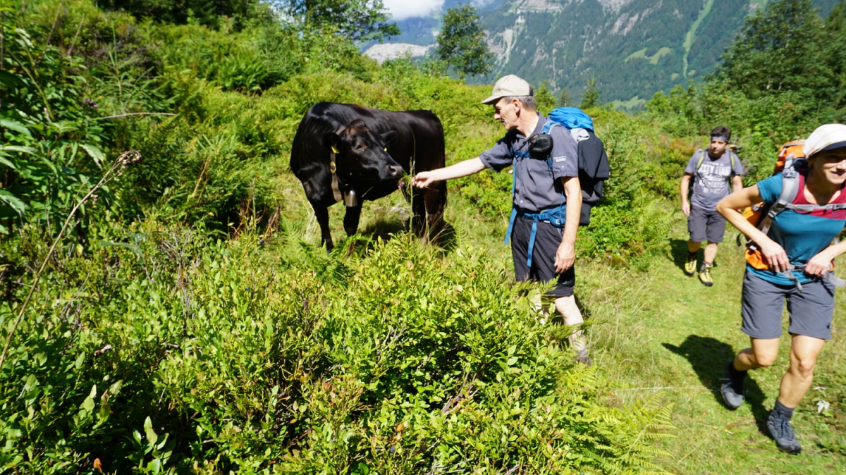 Begegnung mit Kühen