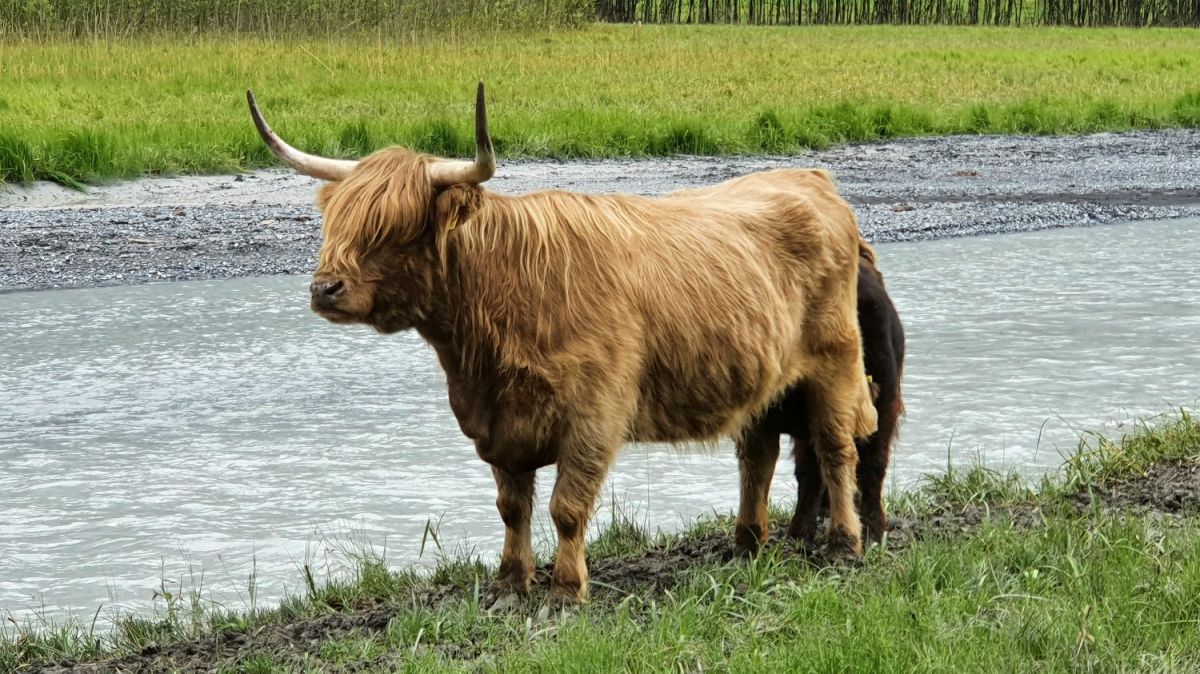 Tierischer Besuch