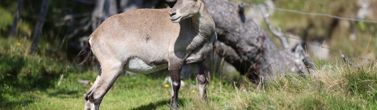 Einige Tiere konnten beobachtet werden
