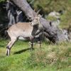 Einige Tiere konnten beobachtet werden