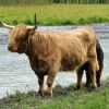 Tierischer Besuch
